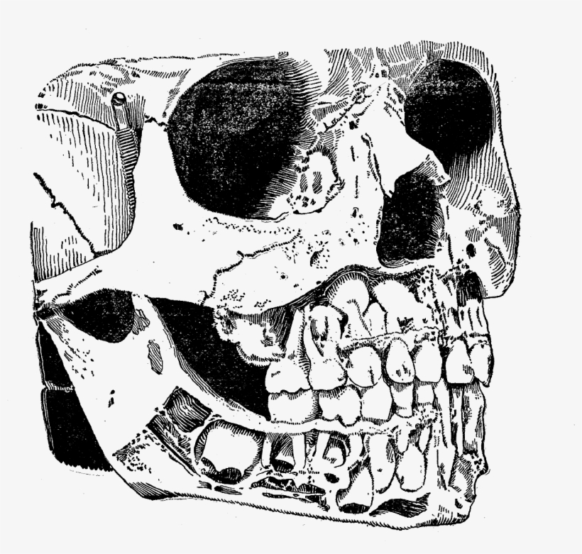 Vintage Skull Png Graphic Stock, transparent png #5752788