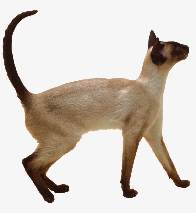 Cat Png, Download Png Image With Transparent Background, - Gato Siames Raça Pura, transparent png #5756003
