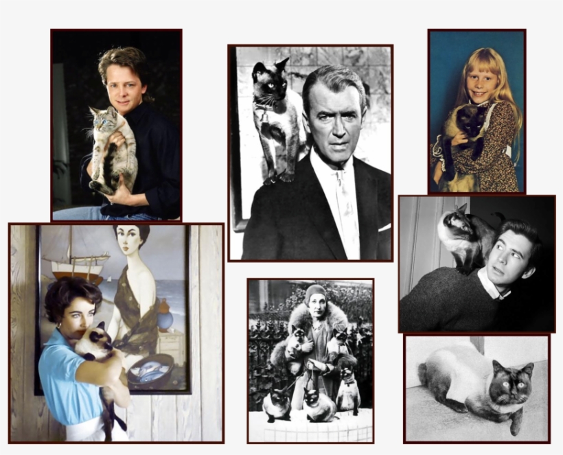 Collage - Michael J Fox Badge Reel, transparent png #5756973