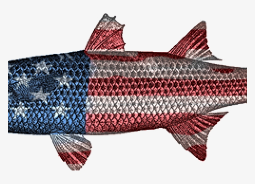 Why Won't Mullet Hit My Bait And Why Do They Jump From - Water, transparent png #5761699