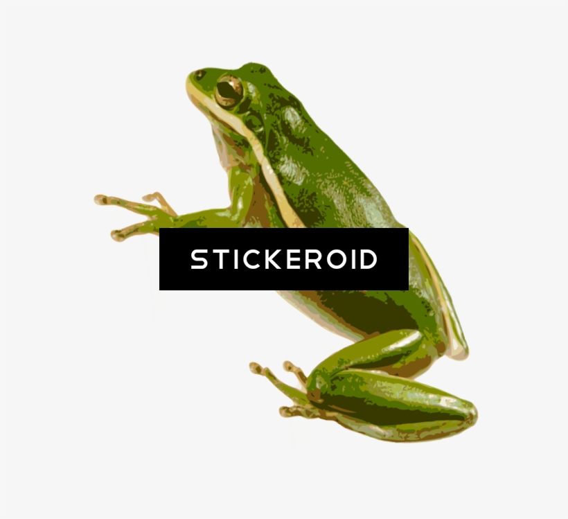 American Green Tree Frog - Squirrel Tree Frog, transparent png #5765133