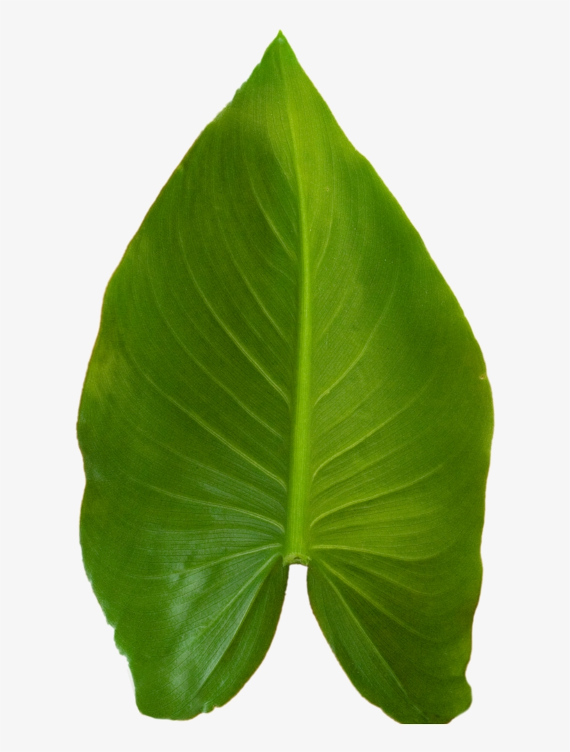 Calla Lily - Portable Network Graphics, transparent png #5767036