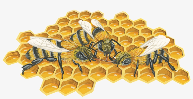 Hive Honeycomb - Honeycomb, transparent png #5769082