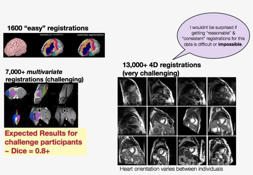 Anatomical Dictionaries - Animal, transparent png #5769153