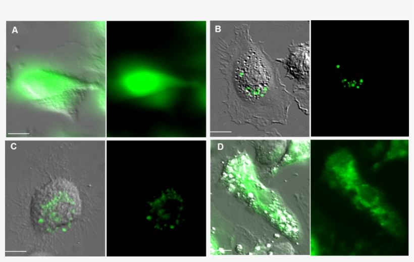 Pub2 - Laser, transparent png #5770624