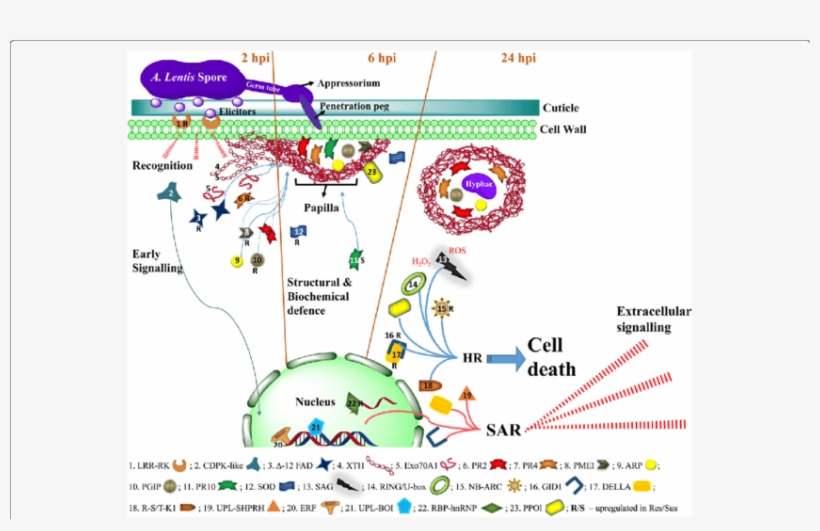 Defence-related Molecules Involved In Response Of Lentil - Lentil, transparent png #5770932