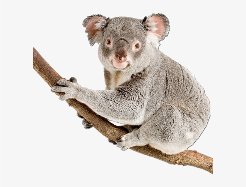 Koala Bear Happy Birthday, transparent png #5773931