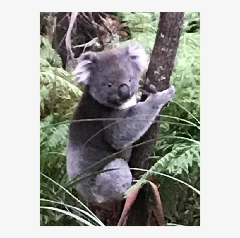 Koala In The Rain, transparent png #5774067