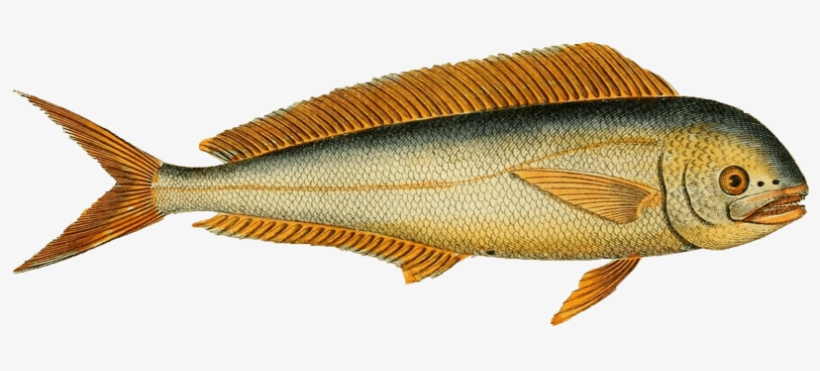 Mahi-mahi, transparent png #5780124