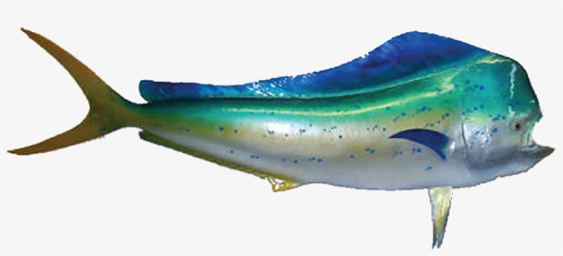 Mahi Mahi - Mahi Mahi Dead, transparent png #5780962