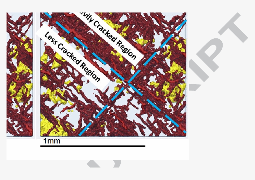 Vector Freeuse Download Microct Data Showing The And - Yellow, transparent png #5781809