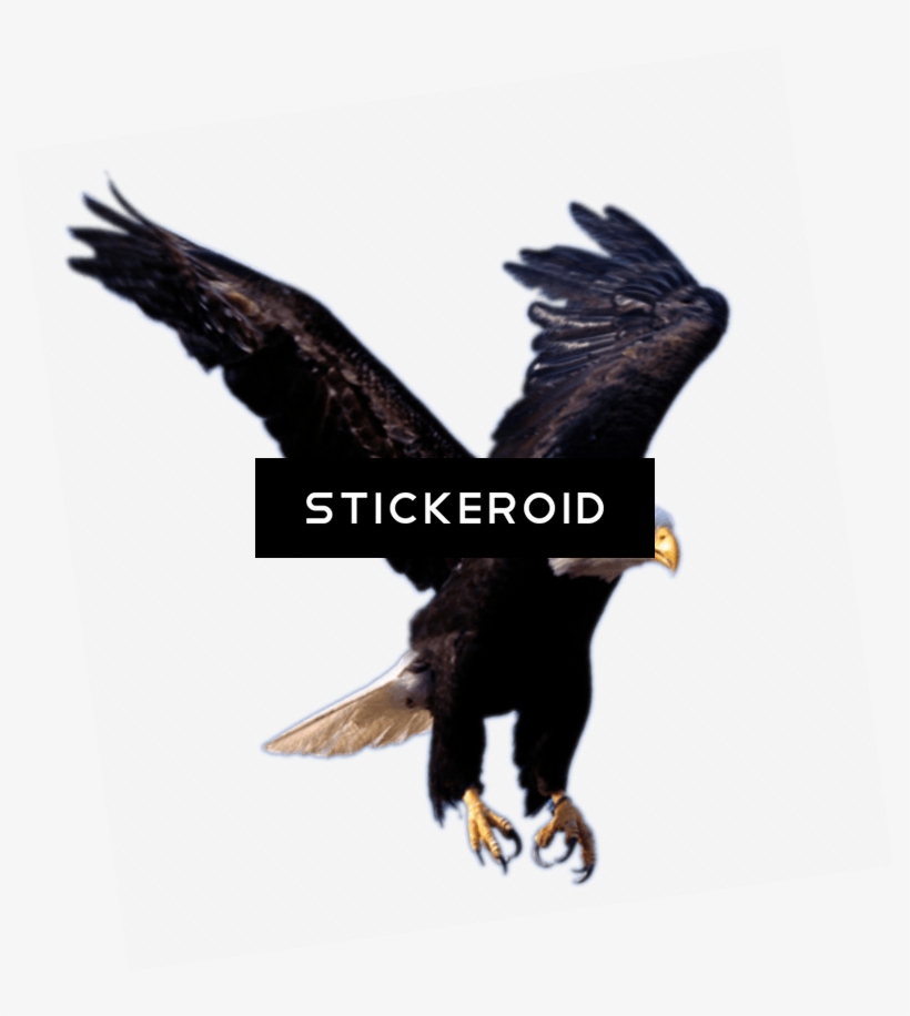 Eagle - Eagle .png, transparent png #5782048