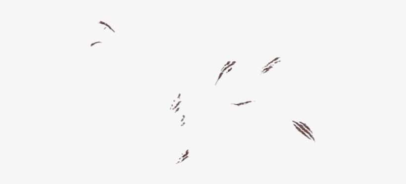 Flock, transparent png #5782114