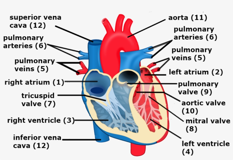Veins Transparent Heart - Heart And Circulation Diagram, transparent png #5782376