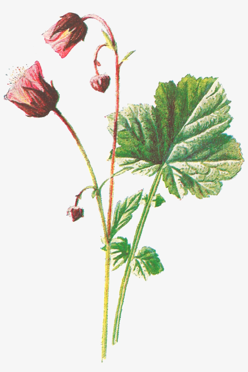 Vintage Flower Illustration Png For Kids, transparent png #5783236