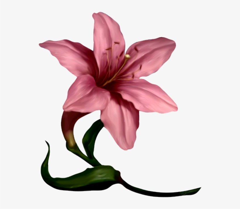 Flower Clipart, Plant Art, Daffodils, Lilies, Florals,, transparent png #5783472