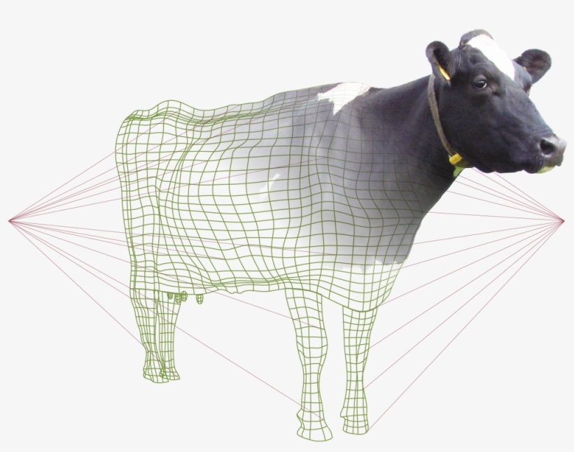 Bf Cows Grazinglazersr - Cattle, transparent png #5784779