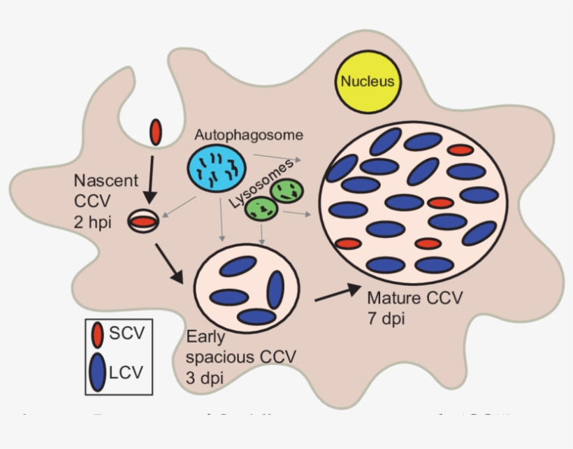 1 Biogenesis Of Coxiella Containing Vacuole - Coxiella Burnetii Scv Lcv, transparent png #5785352