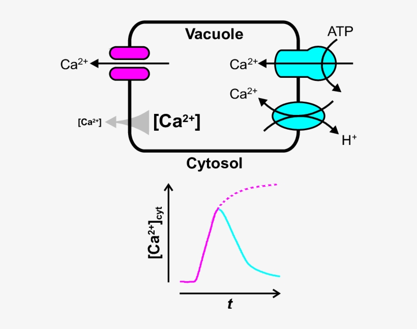 How The Vacuole May Shape Transient Changes In Cytosolic - Diagram, transparent png #5785405