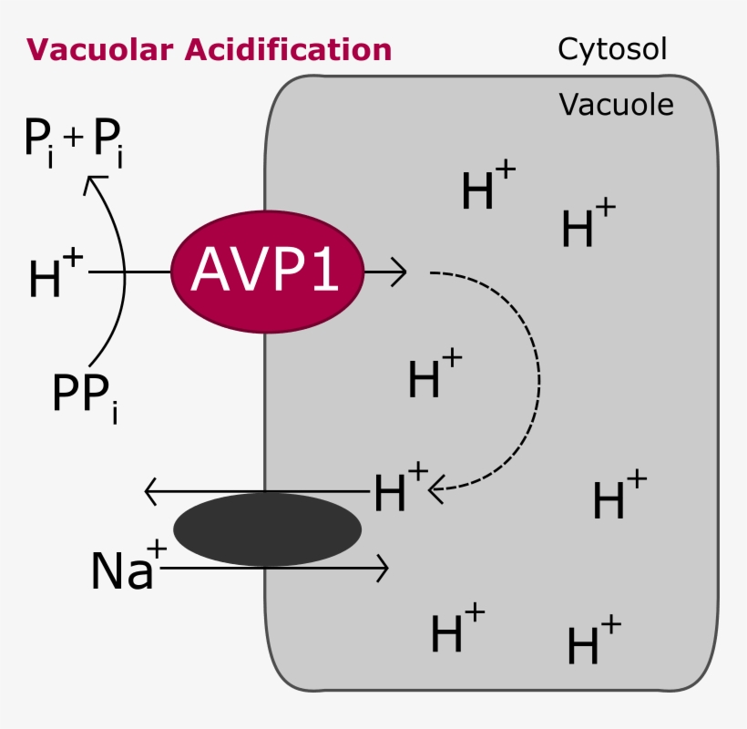 The Difference In Electrochemical Potential For Protons - Diagram, transparent png #5785523