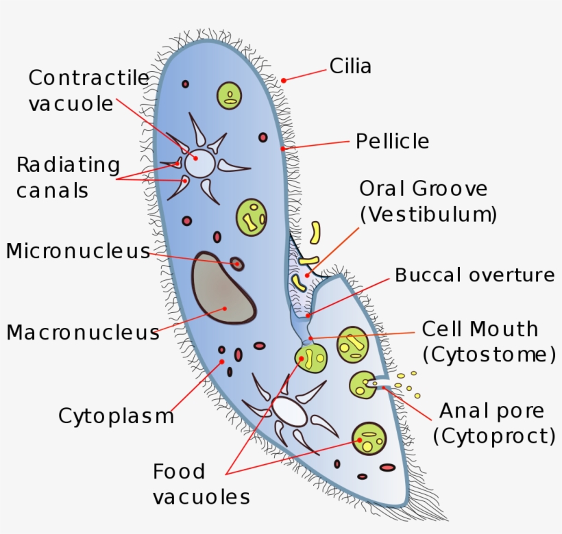 Contractile Vacuole, transparent png #5785574