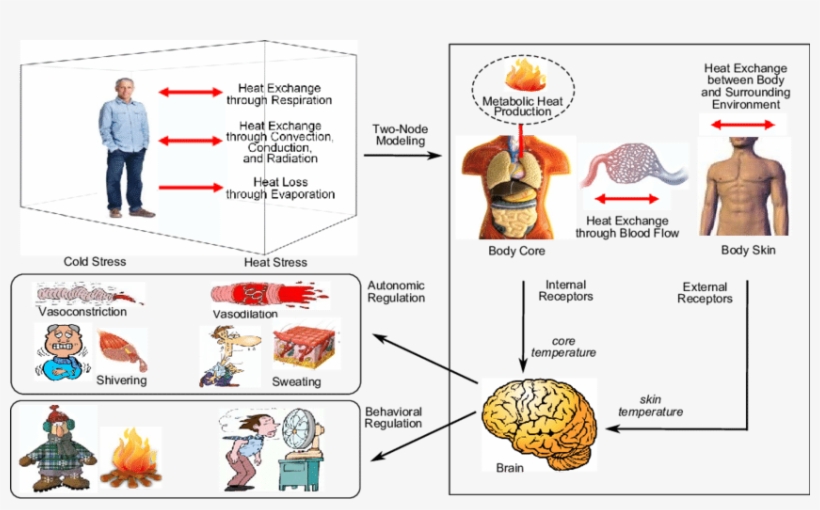 The Human Thermoregulatory System - Human, transparent png #5785740