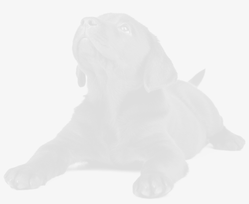Neapolitan Mastiff, transparent png #5785743