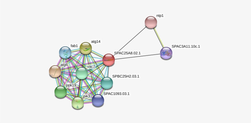 1 Protein - Circle, transparent png #5785995
