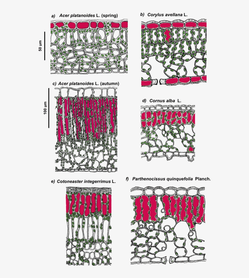 Thus, Anthocyanins, Flavonol And Phenolic Acid Derivatives, - Anthocyanin Photoprotection, transparent png #5786169