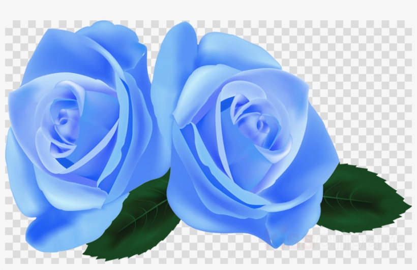 Garden Roses, transparent png #5786287