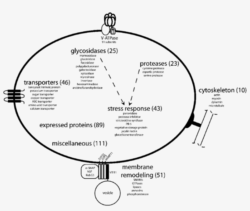 Schematic Of The Plant Vacuole And Functional Categorization - Figuras Geometricas Para Armar Esfera, transparent png #5786682