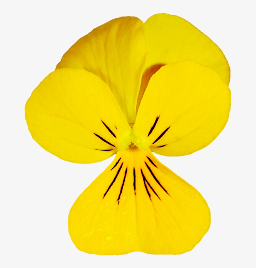 Dainty Yellow Viola By Jeanicebartzen27 - Pansy, transparent png #5786750