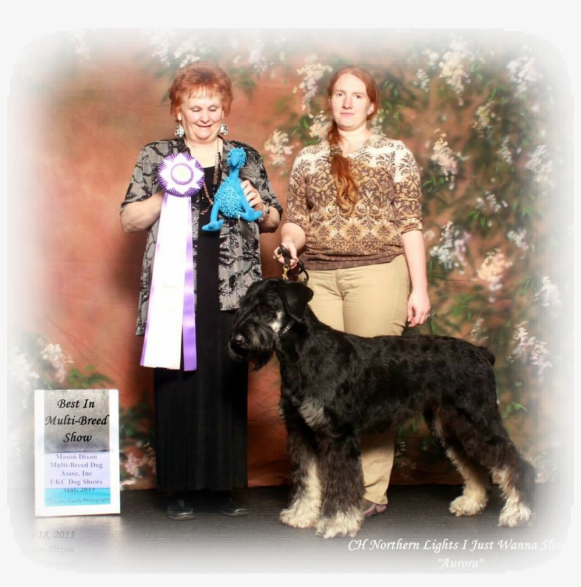 Cadaver Dog Best In Show Grand Champion Rally And Barn - Standard Schnauzer, transparent png #5786935
