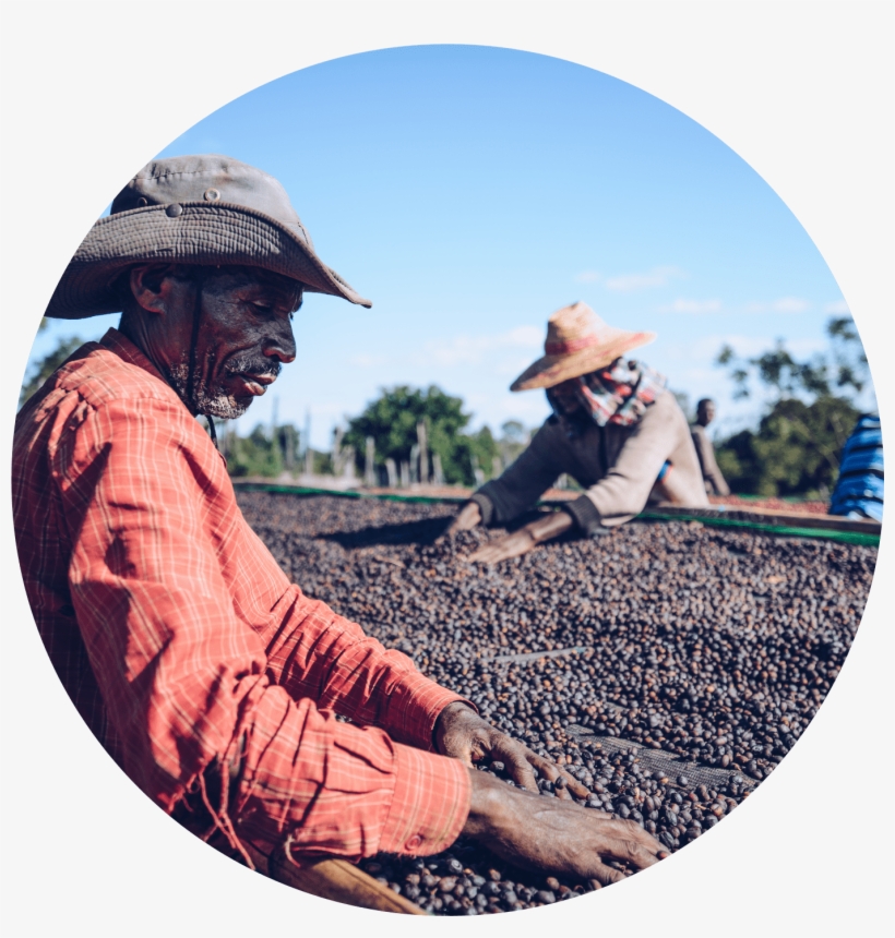 Shakiso Natural Sidamo - Ethiopia Natural Guji Shakiso, transparent png #5787019