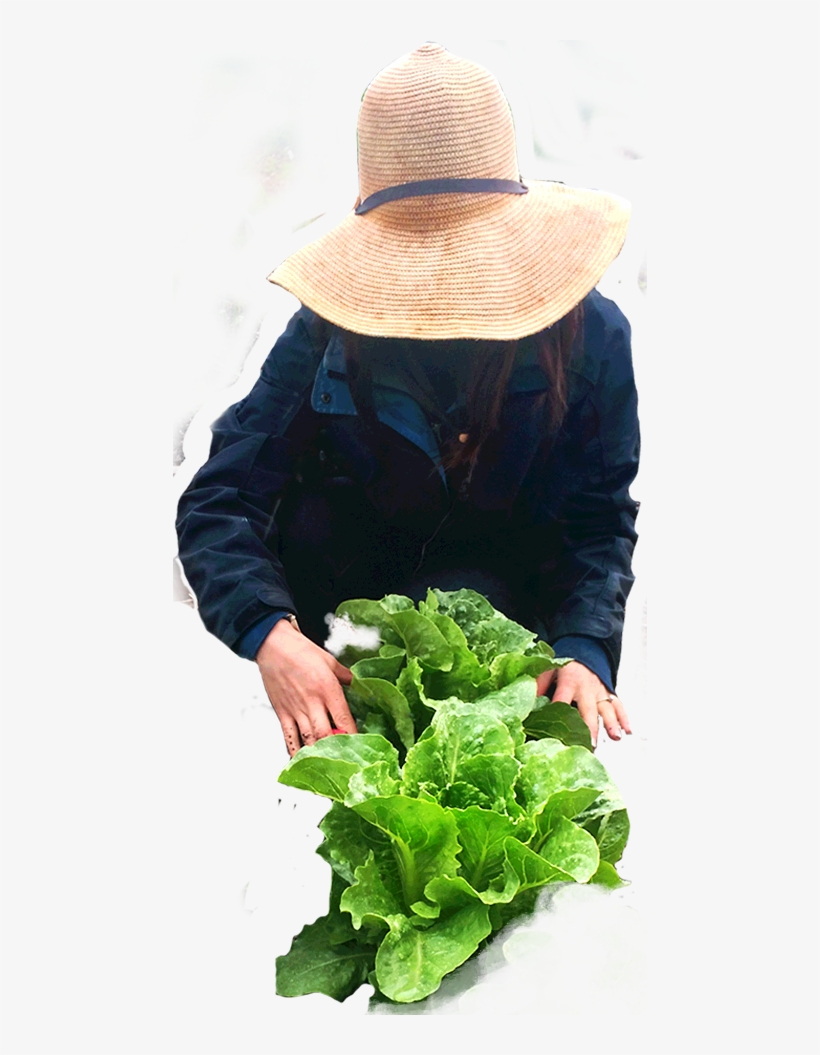 Farmer - Spring Greens, transparent png #5787408