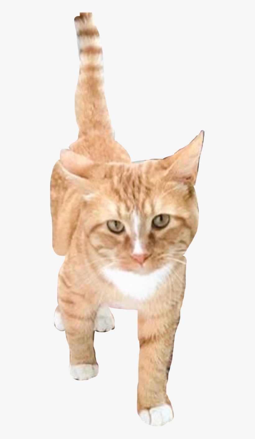 Twitter, transparent png #5787808