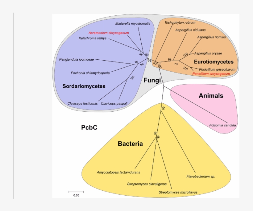 Phylogenetic Tree Of Pcbc - Diagram, transparent png #5790225