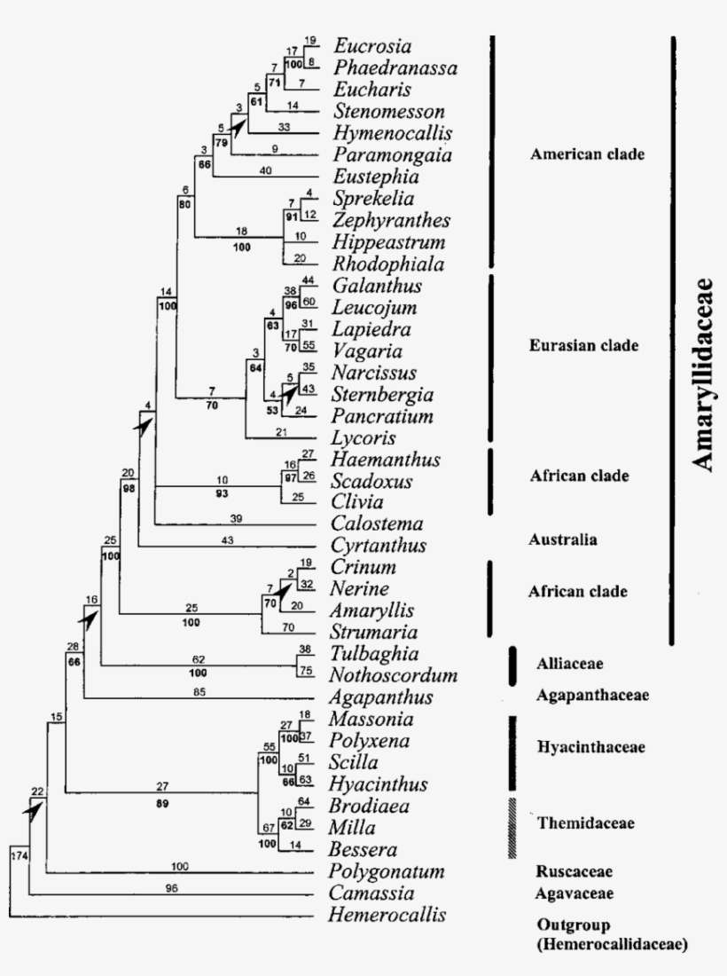 One Of The 40 Most Parsimonious Trees Found For The - Document, transparent png #5790583