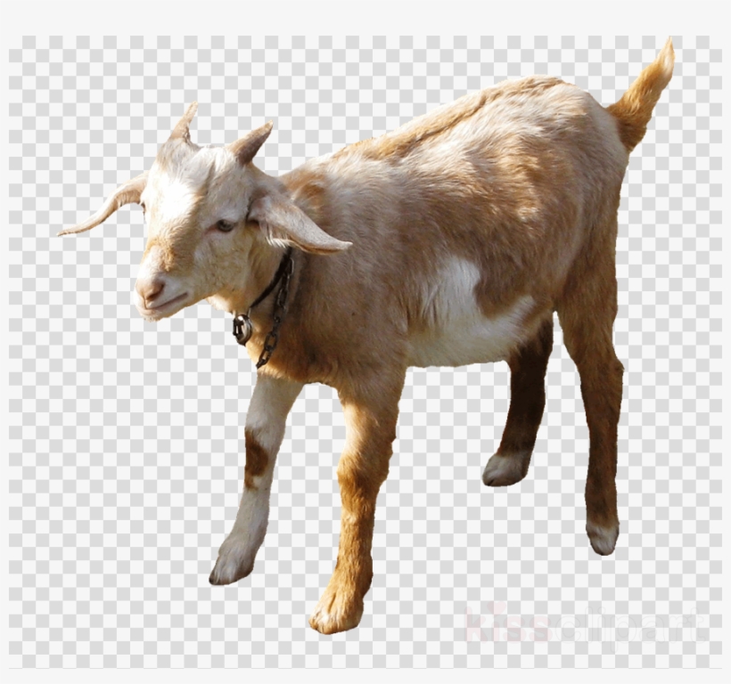 Sheep Versus Goat Clipart Boer Goat Anglo-nubian Goat - Goat Vs Sheep, transparent png #5790702