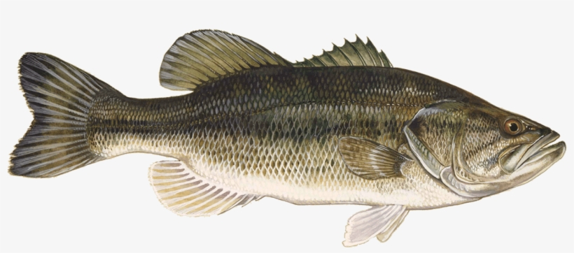 Largemouth Bass - Large Mouth Bass, transparent png #5794126