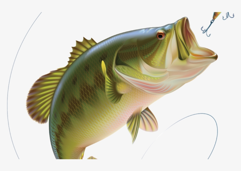 Massena-bass - Largemouth Bass, transparent png #5794339