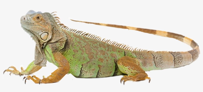 Imagenes Iguana, transparent png #5794716