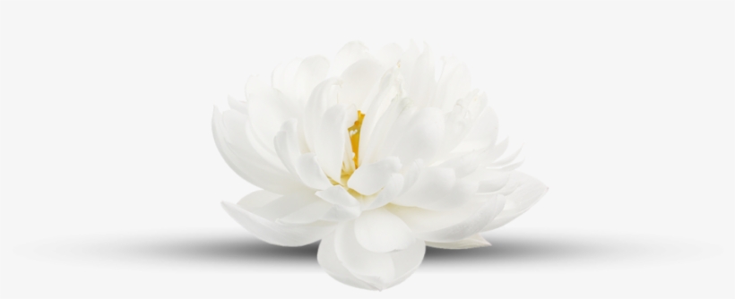 A Conscious And Loving Approach To Balance, Healing - White Flower White Background, transparent png #5795483