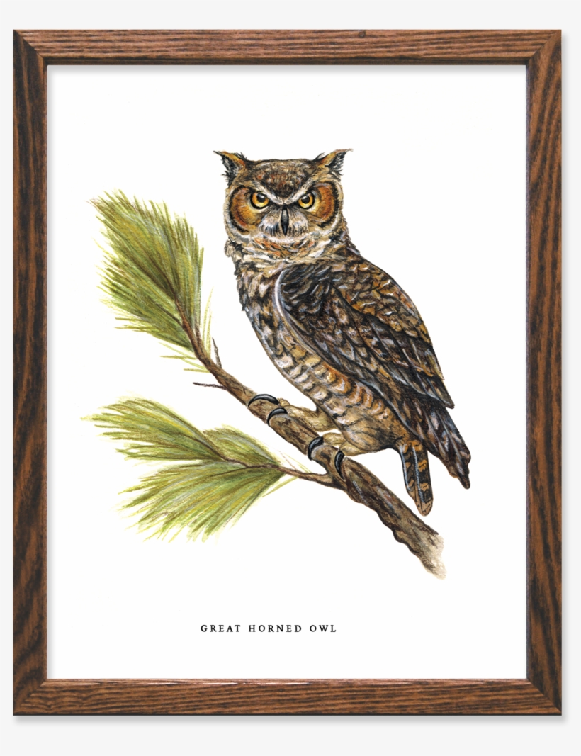 Great Horned Owl Print - Great Horned Owl, transparent png #5797796