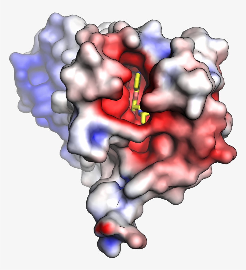 Beta 2 Adrenergic Receptor Electrostatic Top - Protein Space Filling Model, transparent png #5797901