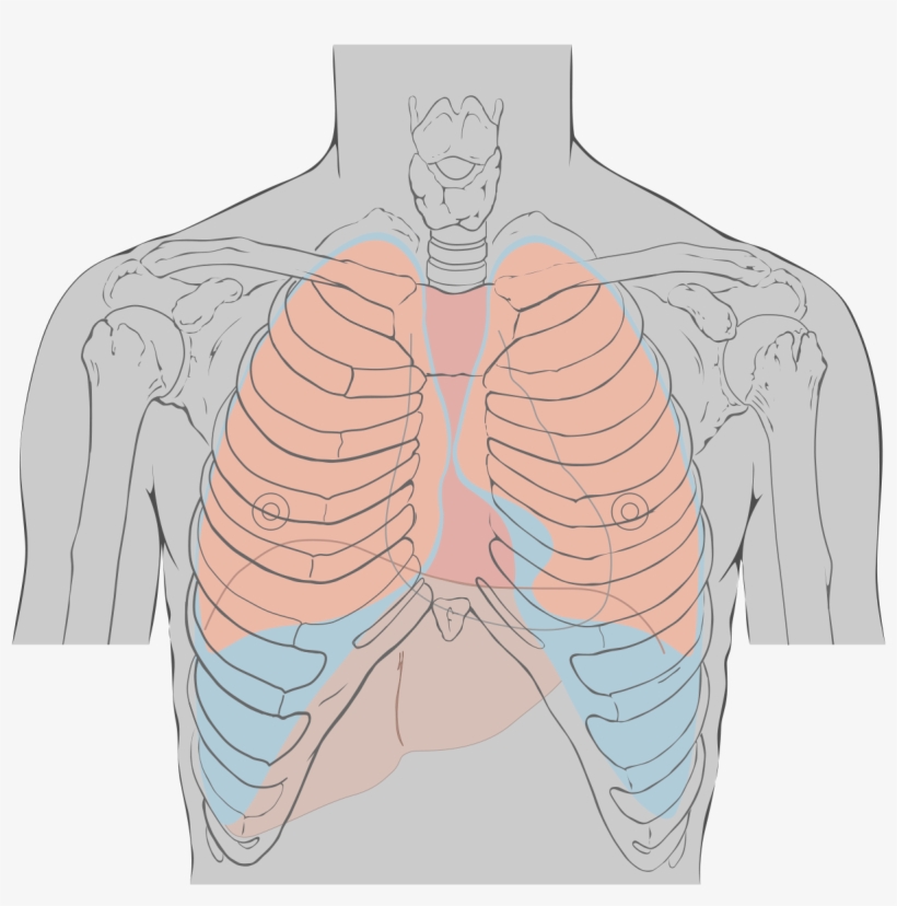 Landmark For Heart Sounds, transparent png #5798208