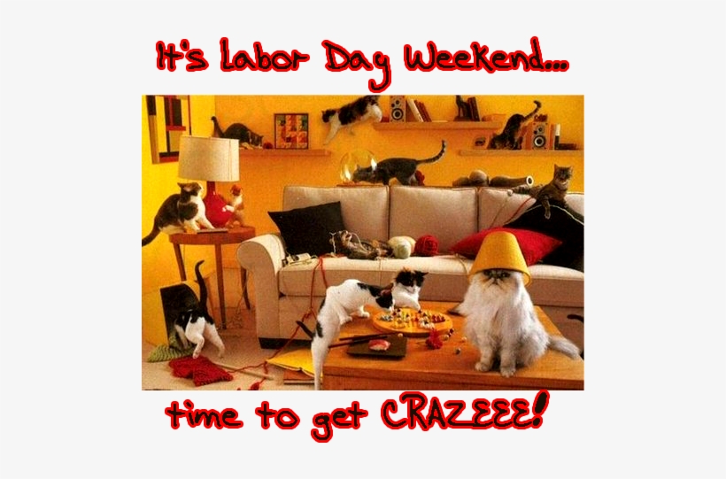 Catnip Party, transparent png #581237