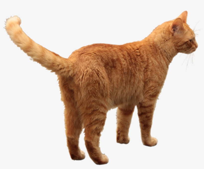 Orange Tabby Cat Transparent, transparent png #582811