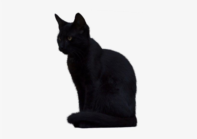 Free Icons Png - Black Cat Png Transparent, transparent png #582872