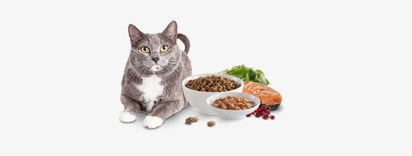 Dog And Cat Png - Cat, transparent png #583125